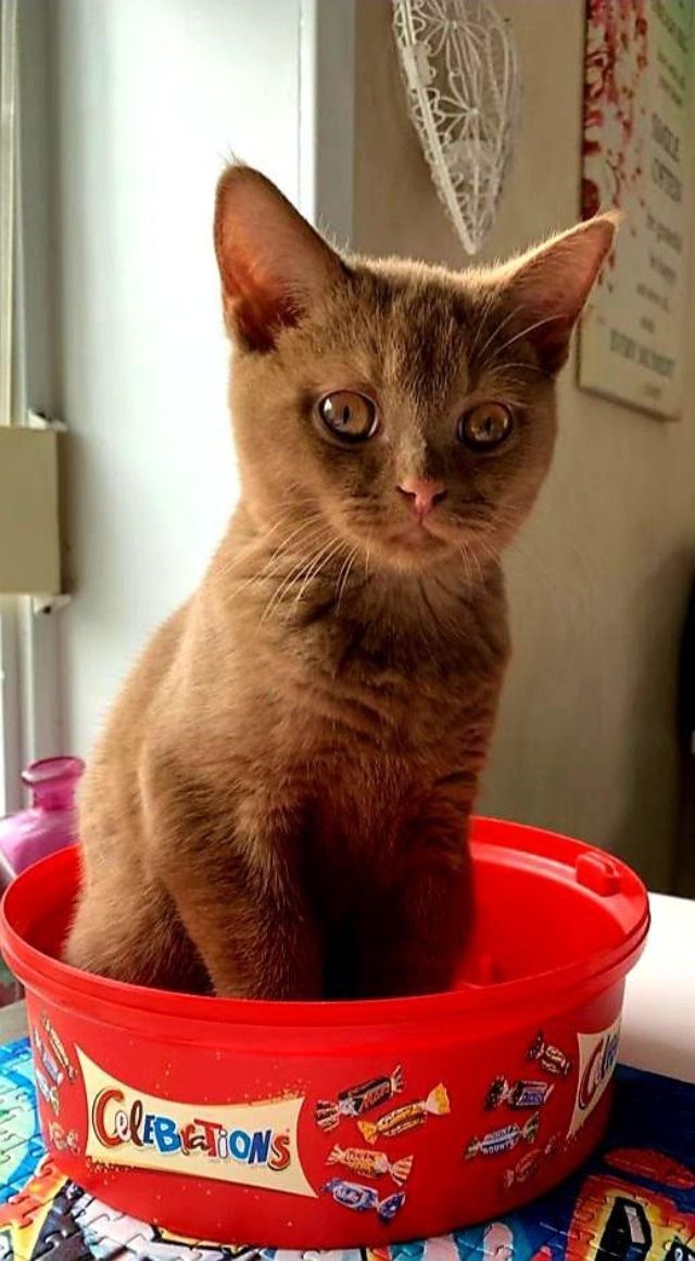 cat-2