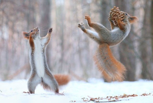 squirrel-photography-russia-vadim-trunov-8_e