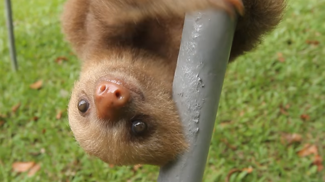 sloth-f_e