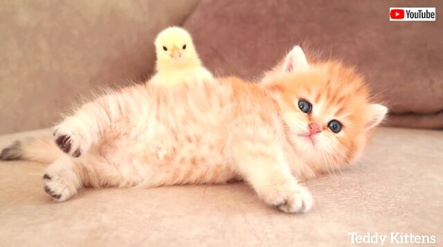 kittenwchicken1_640