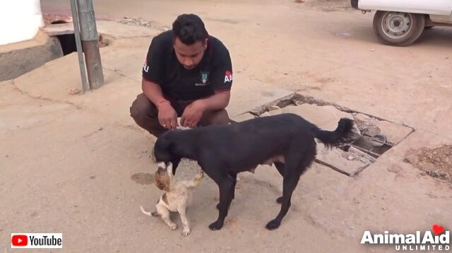 hopelesspuppy5_640