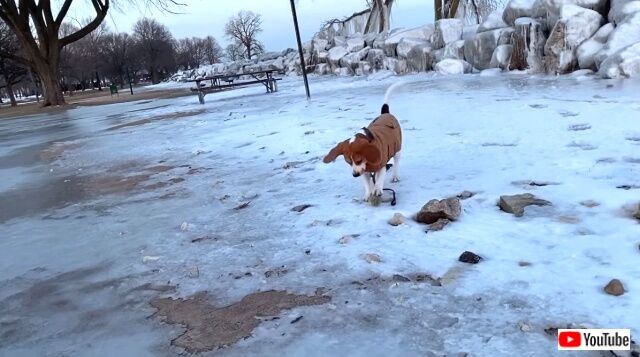 beagleiceskating4_640