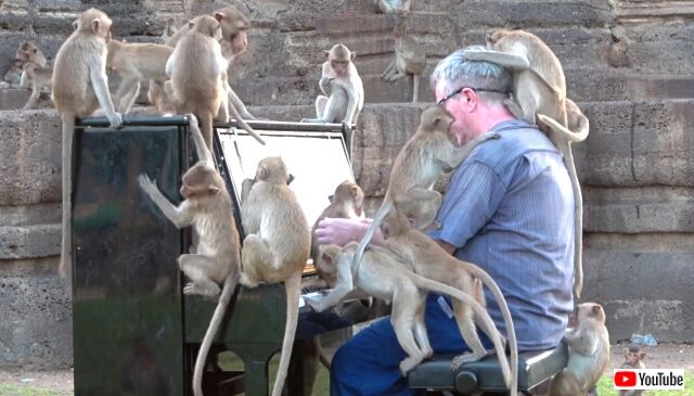piano4macaques5_640