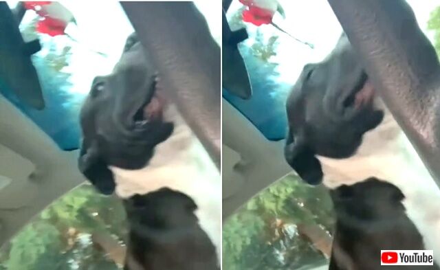 my dog3_640