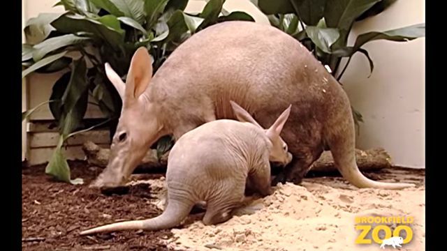 Aardvark5