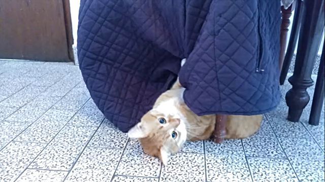 metalcat2