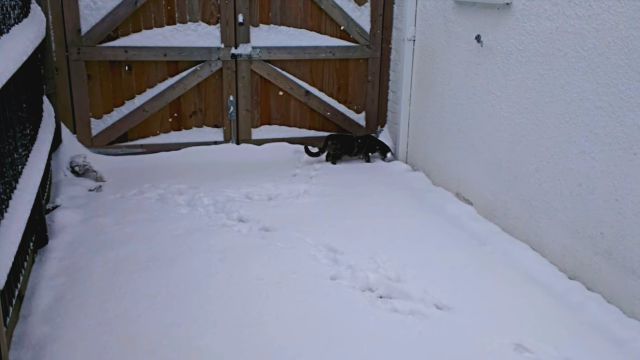 catmeetssnow5