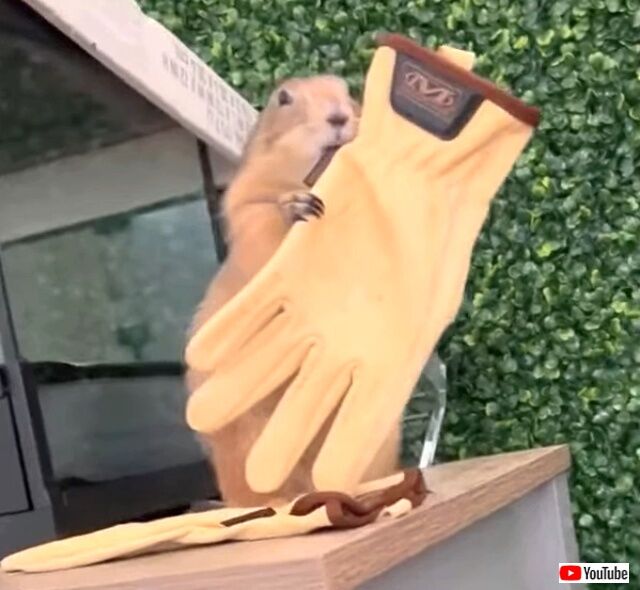 prairiedog1_640