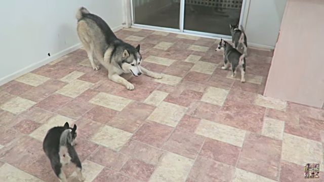 husky5