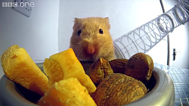 hamsterscheeks1