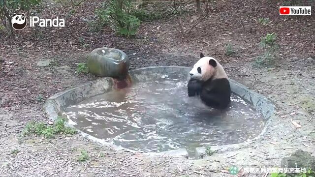 pandabath4_640