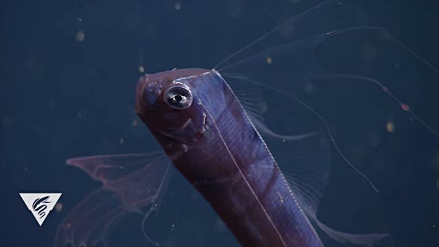 KingoftheSalmon2