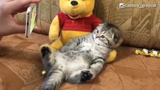 tomjerry2