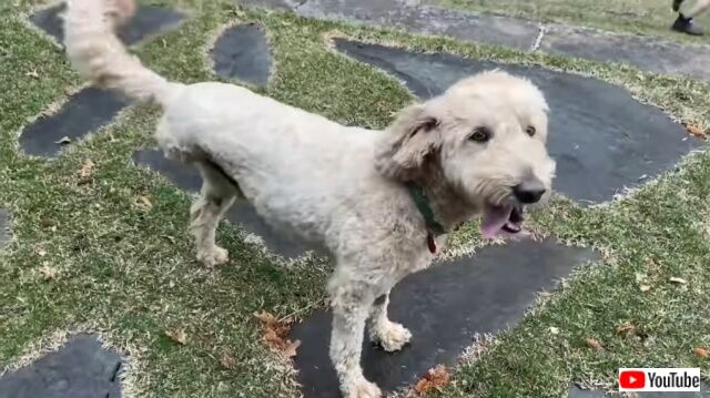 三本足の愛犬「あそこに小さな子がいる！」と、川に飛び込んでカワウソの赤ちゃんを救出する