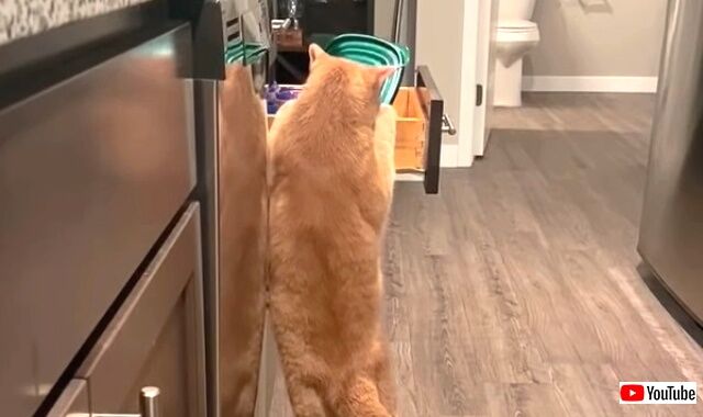 catbreaks4_640