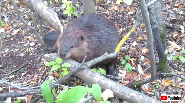 beaver8_640