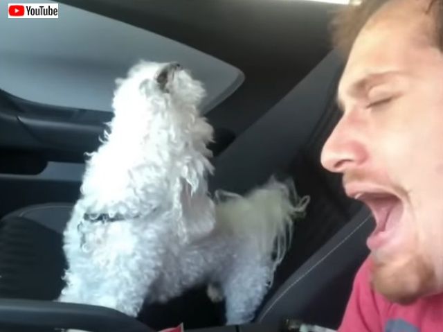 mydog2_batch