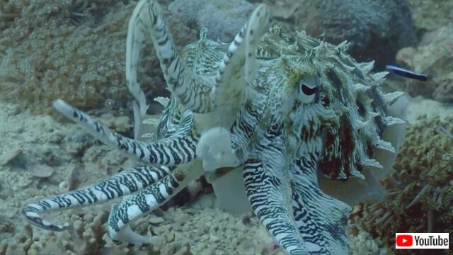 frogfish5_640