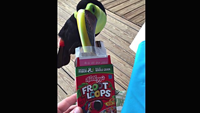 toucan1