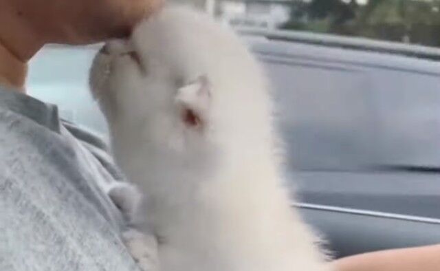 driveinwkitten0_e