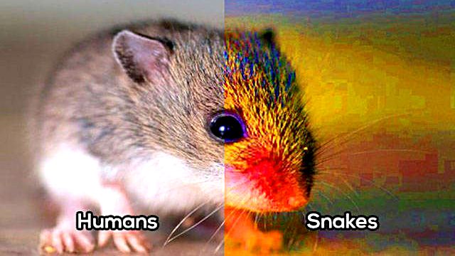 whatanimalsees6a