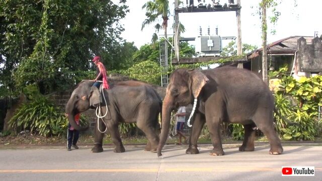 elephantmourning1_640
