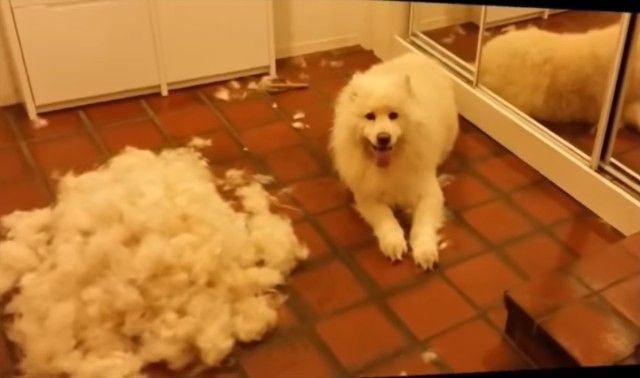 groomingsamoyed5_e