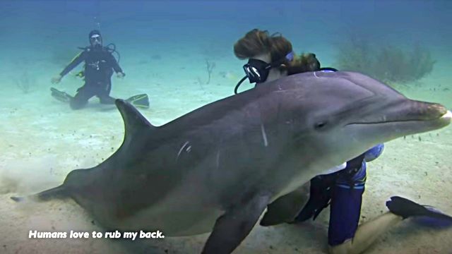 dolphinshark3