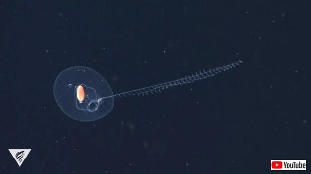 mbari10_640
