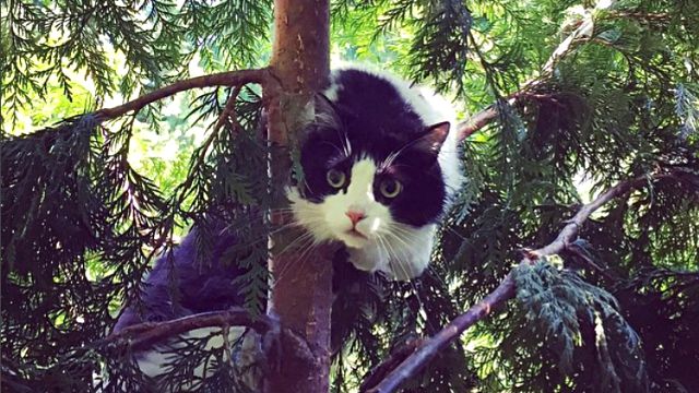 canopycatrescue