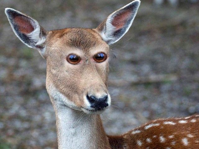 front-eyes2_e
