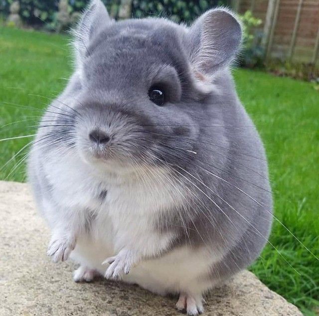 round-animals15_e
