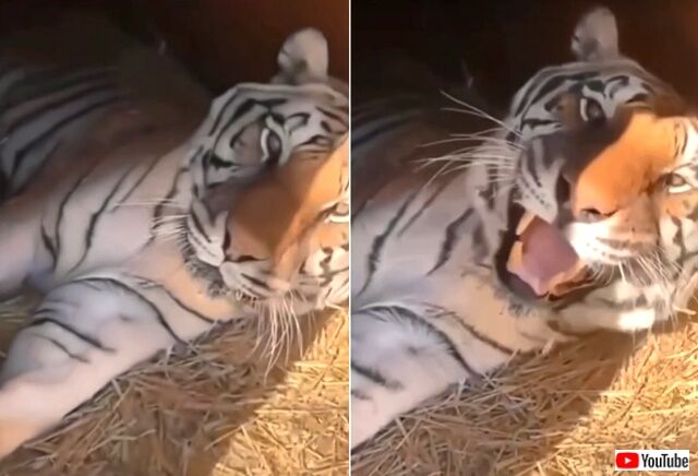 cutetiger1_640