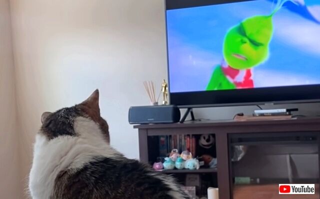 わかったわかった、テレビつけます！愛猫が映画鑑賞にハマってしまった結果