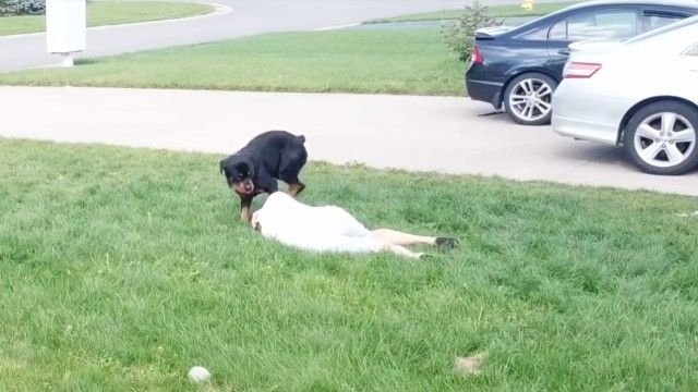 rottweiler6_e