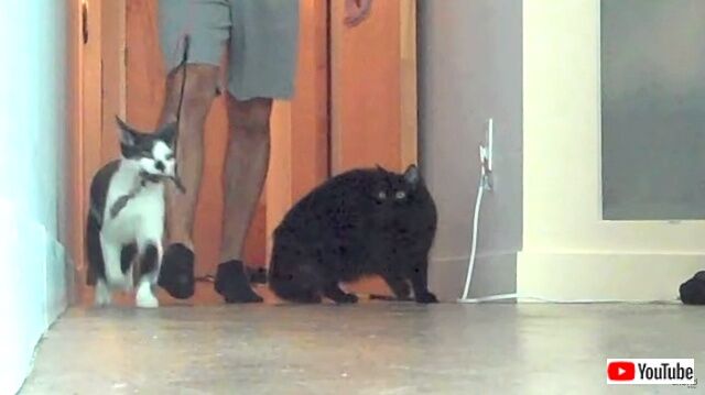 howtowalkurhuman10_640