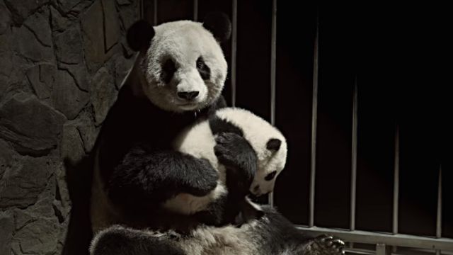 cutepadas6