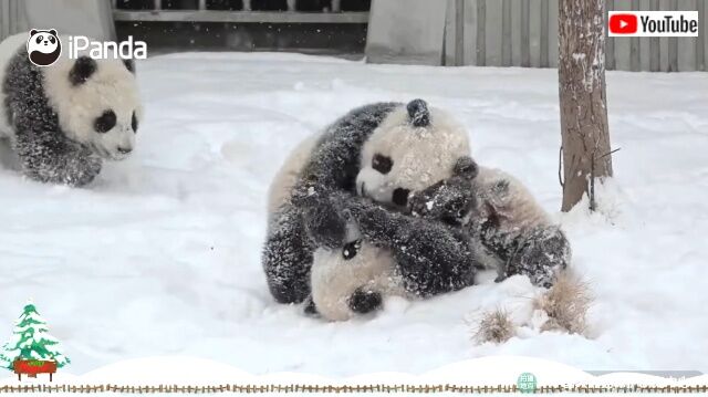 snowpanda3_640