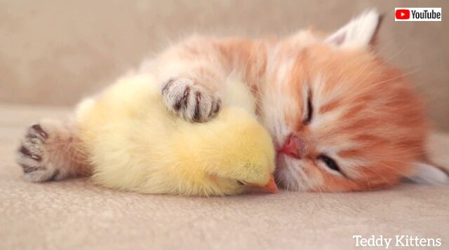 kittenwchicken5_640