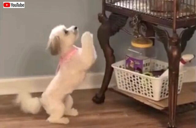 politepup0_640