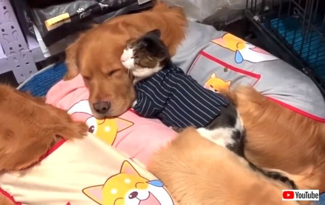 kittenwgoldens0_640