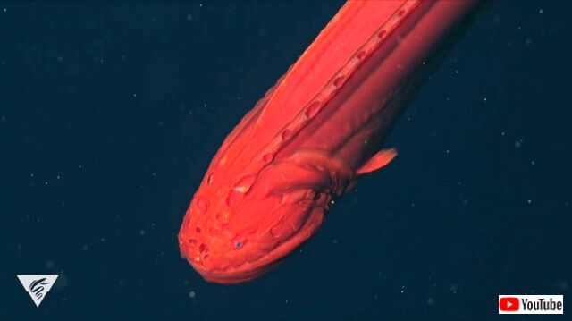 mbari1_640