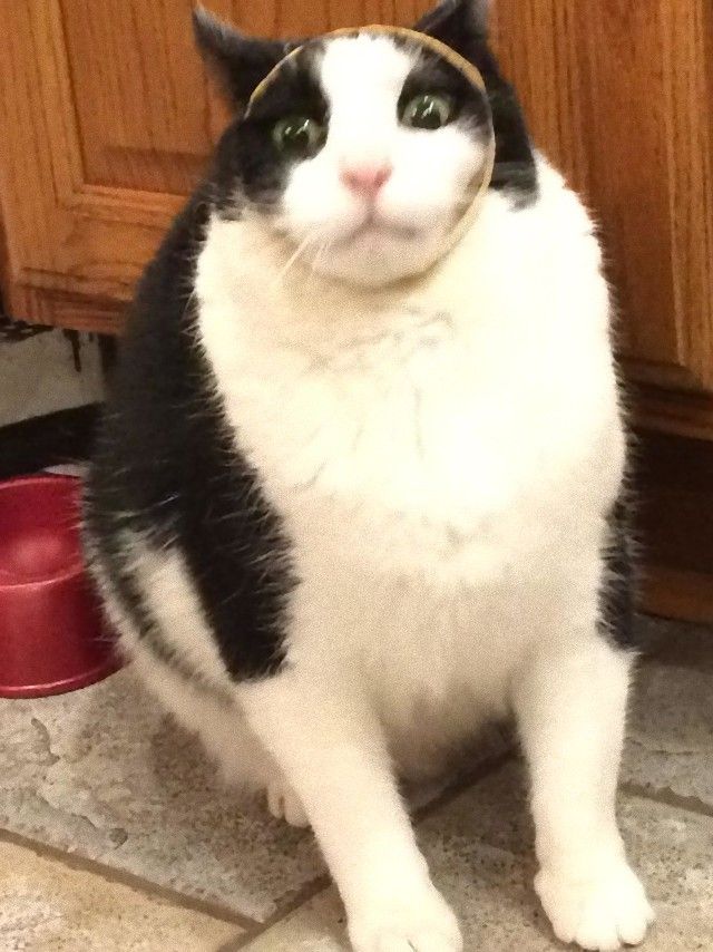 5ae984752b148_yjz6fd8wx8a01__605_e