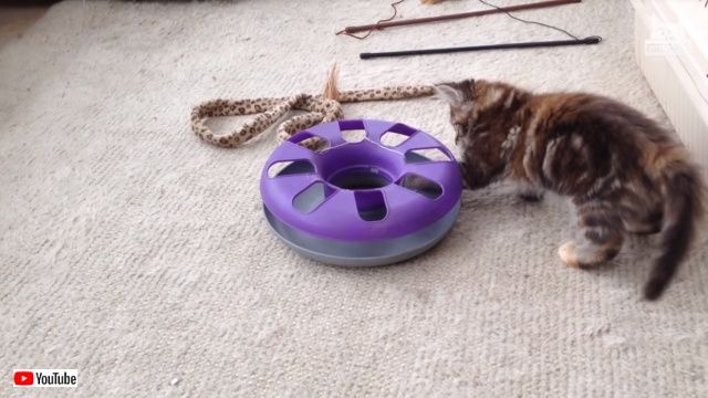 petsntoys5_640