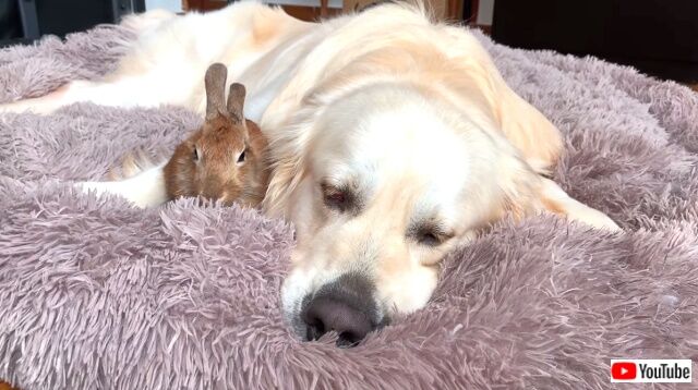 rabbitsngolden8_640