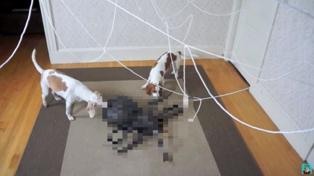 dognspider0_e