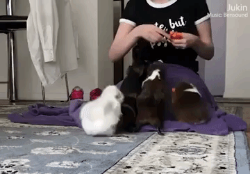 GuineaPigs