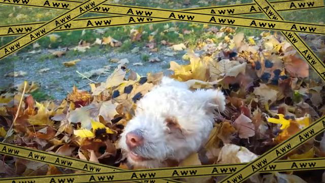dog-f [www-frame
