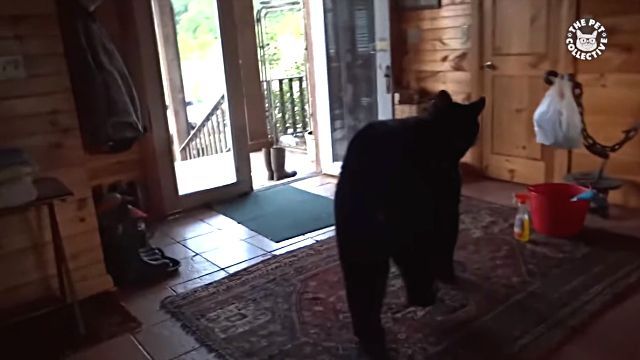 bestpet20180733