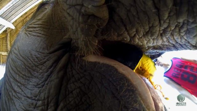 closeupelephant6_e